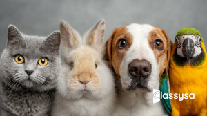 Pets - All Type pets available